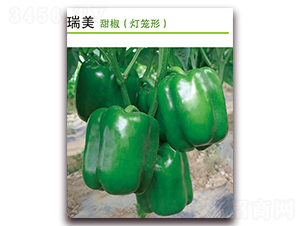 ����-�𽷷N��-������