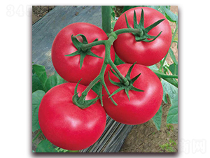 �Ϸ�8-���ѷN��-������