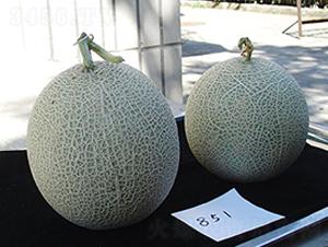 ����851�W(w��ng)�y���-��ϷN��-�M��N��