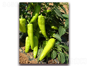 �䌚һ̖(h��o)-�����N��-�M��N��