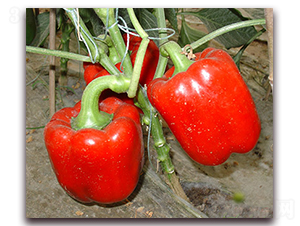 �tԪ����-�𽷷N��-�M��N��