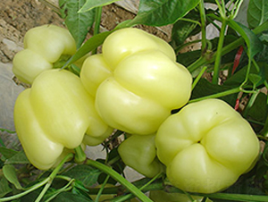 �׹�����-�𽷷N��-�M��N��