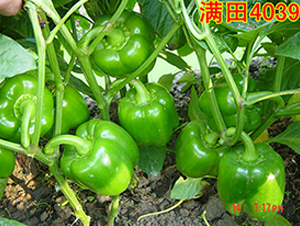 �M��4039��-�𽷷N��-�M��N��