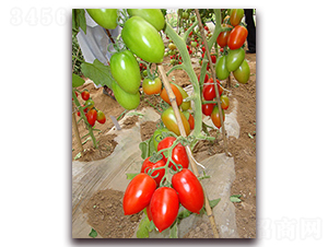 �۸���-���ѷN��-�M��N��