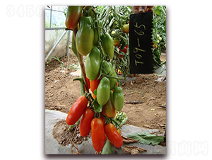 �㽶����-���ѷN��-�M��N��