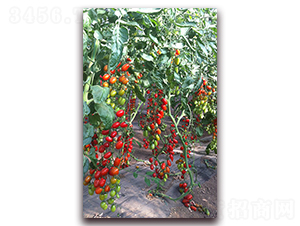 �M��207���ҷ���-���ѷN��-�M��N��