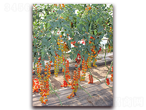 �M��2021���ҷ���-���ѷN��-�M��N��