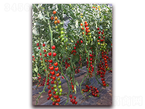 �M��2025���ҷ���-���ѷN��-�M��N��