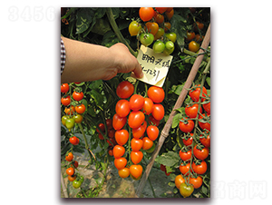 �M��2026���ҷ���-���ѷN��-�M��N��