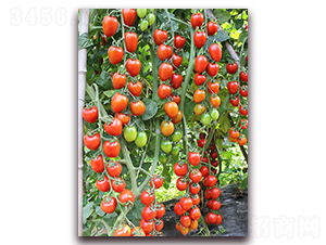 �M��2028���ҷ���-���ѷN��-�M��N��