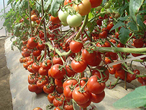 ϲ�팚����-���ѷN��-�M��N��