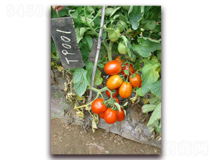 SC-709����-���ѷN��-�M��N��