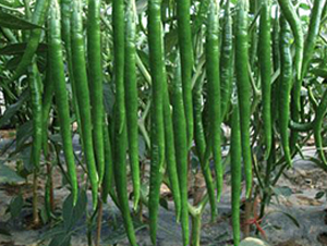 ������13̖(h��o)-�����N��-�r(n��ng)���f