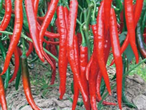 �Ё�402-�����N��-�A�S�N�I(y��)