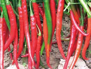 �Ё�401-�����N��-�A�S�N�I(y��)