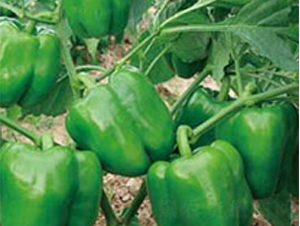 �Ё�103-�����N��-�A�S�N�I(y��)