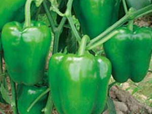 �Ё�105-�����N��-�A�S�N�I(y��)