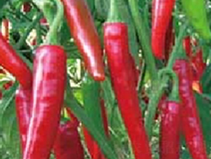 �Ё�102-�����N��-�A�S�N�I(y��)