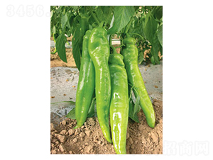 �����ţ��-�����N��-�A�S�N�I(y��)