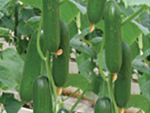 ���mˮ���S��-�S�ϷN��-�A�S�N�I(y��)