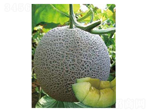 ������̖-��ϷN��-�A�S�N�I(y��)