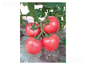 �Ё�210-���ѷN��-�A�S�N�I(y��)