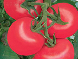 �Ё�213-���ѷN��-�A�S�N�I(y��)