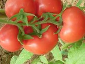 �Ё�202-���ѷN��-�A�S�N�I(y��)