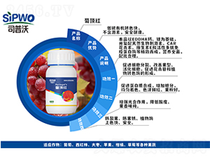 ��피t-˾����