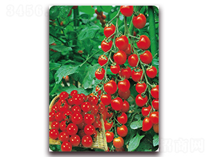 ��̫�-���ѷN��-��֮�W