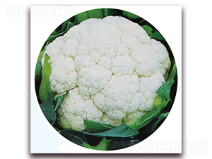 ��ѩ70-��Ҭ�˷N��-��֮�W