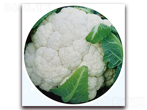 ��ѩ65-��Ҭ�˷N��-��֮�W