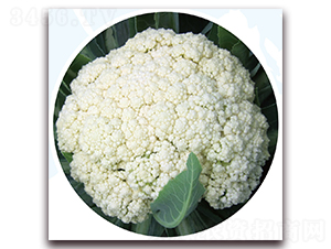 ��ѩ80-��Ҭ�˷N��-��֮�W