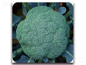 �G�x80-���m���N��-��֮�W