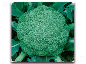 �G��80-���m���N��-��֮�W