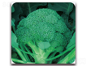 ����75-���m���N��-��֮�W