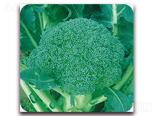 ����80-���m���N��-��֮�W