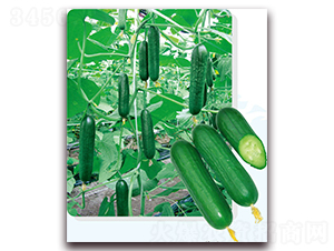 ���W6̖-�S�ϷN��-��֮�W