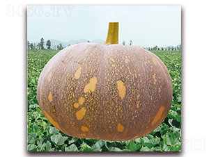 ����С��1̖(h��o)-�ϹϷN��-��֮�W