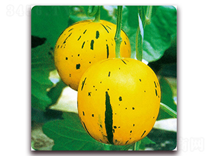 ����-��ϷN��-��֮�W