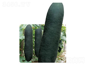 ������-���ϷN��-���؈@ˇ