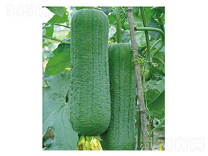 ���ض̰�-�z�ϷN��-���؈@ˇ