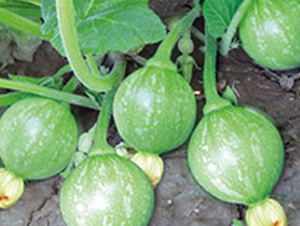 �o(w��)������-�ϹϷN��-���؈@ˇ