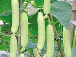 ���@һ̖(h��o)-�S�ϷN��-���؈@ˇ