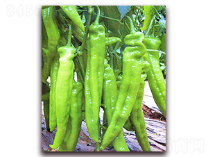 ��Ұ-�����N��-���_