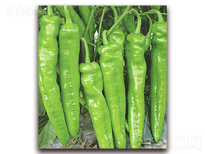 ��Ұ��̖-�����N��-���_