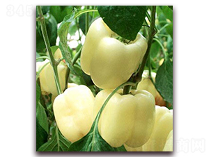 ����2̖-�����N��-���_