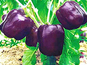 ����1̖-�����N��-���_