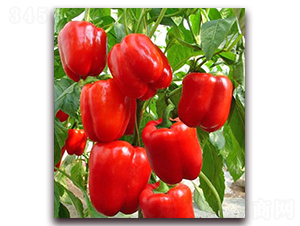 ��Ͽ�-�����N��-���_