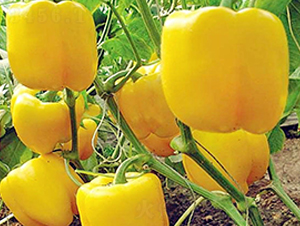 �S��2̖-�����N��-���_